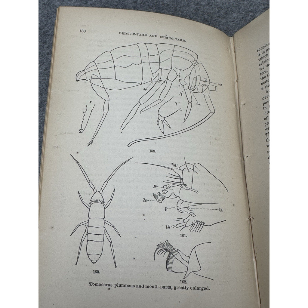 Our Common Insects c1873 A S Packard Antique Illustrated Entomology Hardcover