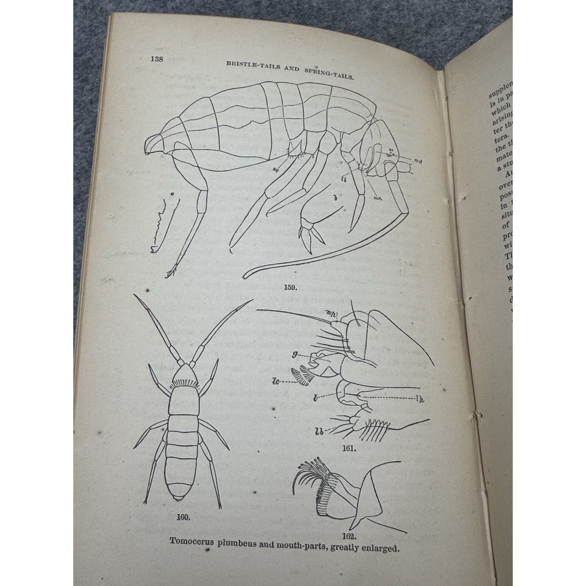 Our Common Insects c1873 A S Packard Antique Illustrated Entomology Hardcover