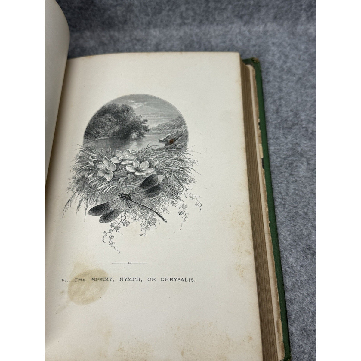 1875 The Insect Jules Michelet First English Edition Giacomelli Illustrated HC