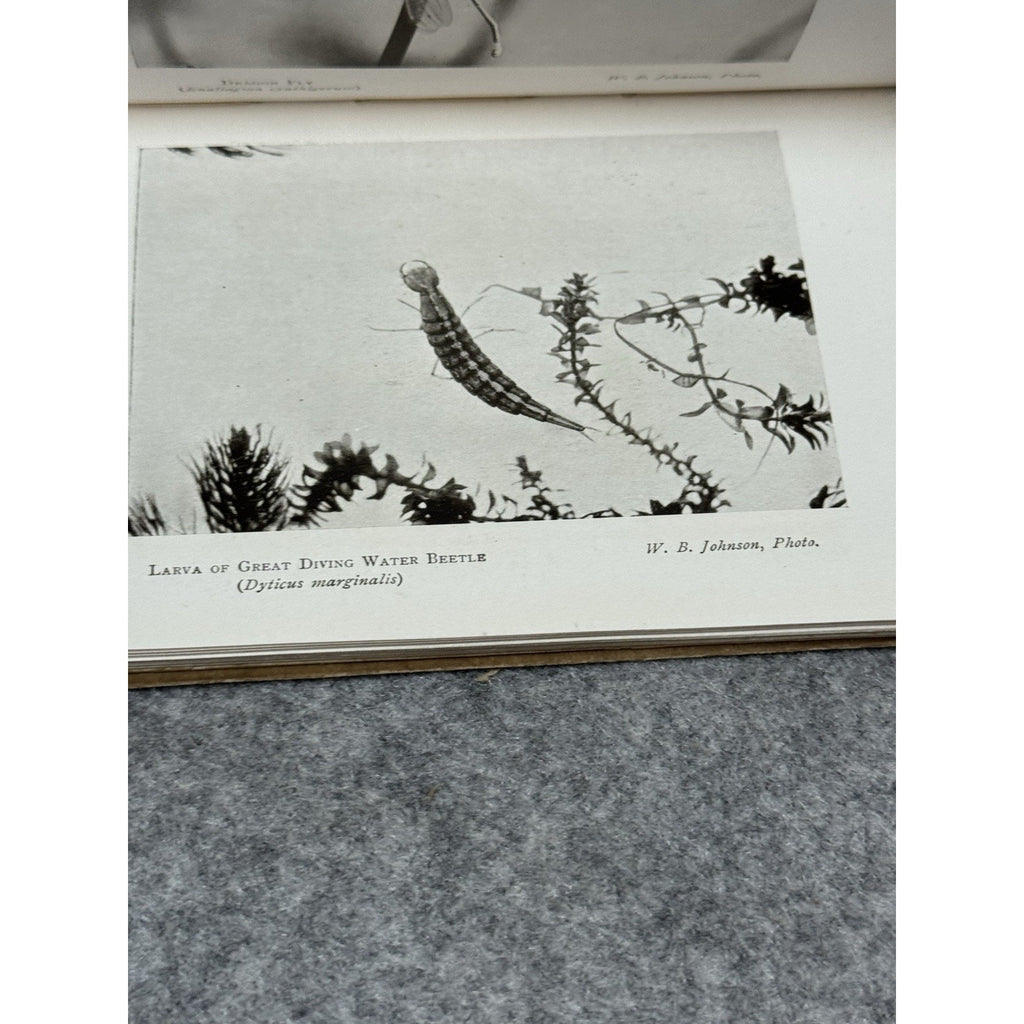 1907 Pond and Stream Life Johnson 1st Ed Gowans Nature Book No 18 Photos