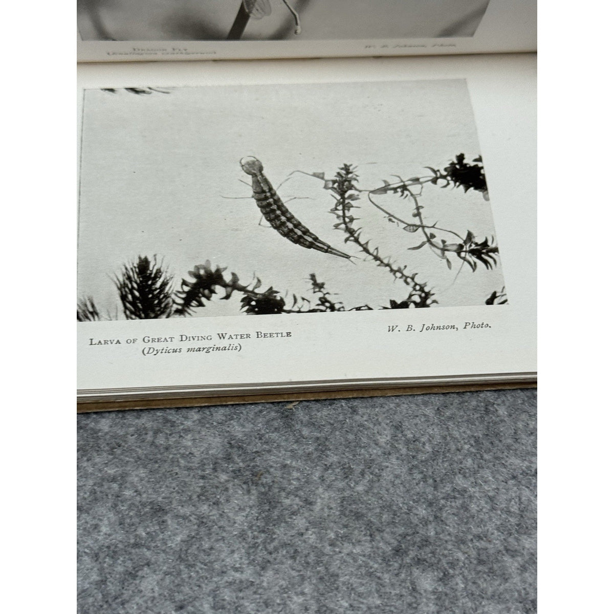 1907 Pond and Stream Life Johnson 1st Ed Gowans Nature Book No 18 Photos