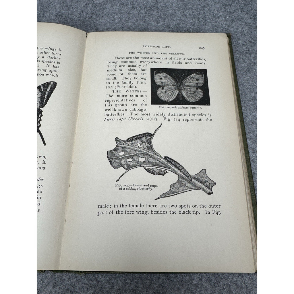 1911 Insect Life Comstock Color Plates Illustrated Entomology Hardcover