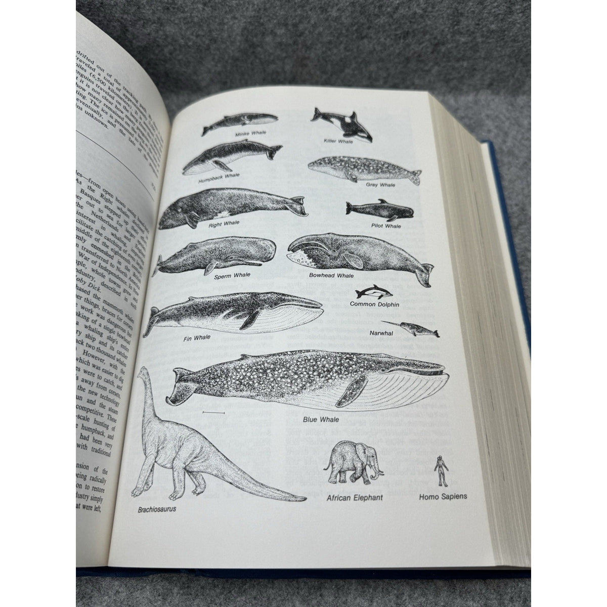 The Cousteau Almanac Jacques-Yves Cousteau 1981 Hardcover Ocean Ecology