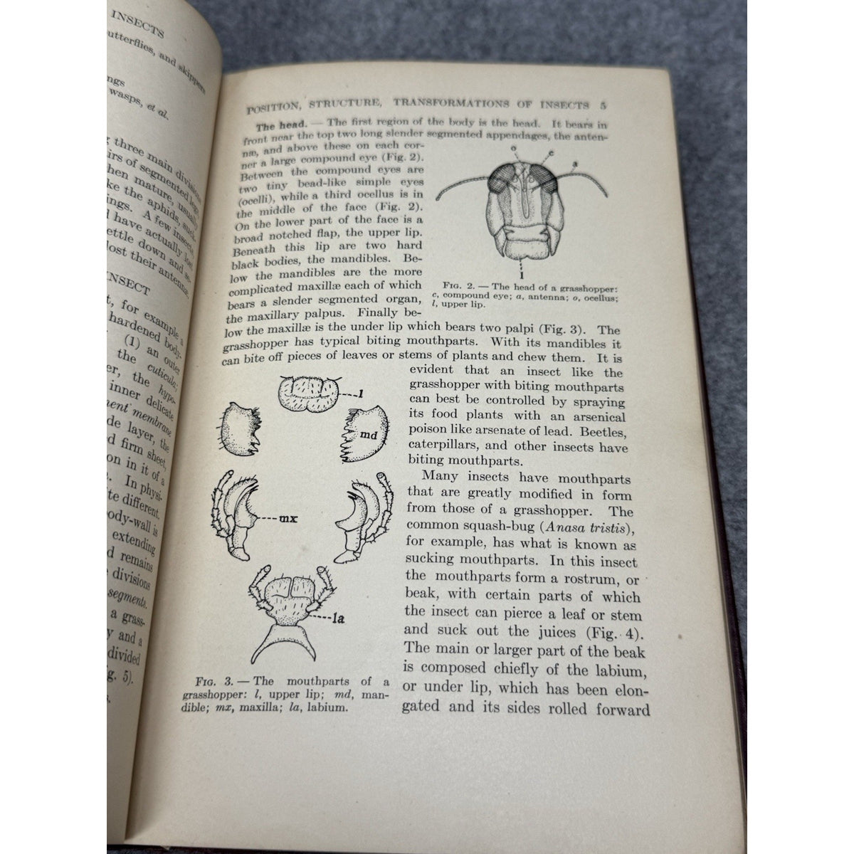 1927 Manual of Injurious Insects Glenn W Herrick Illustrated Entomology HC