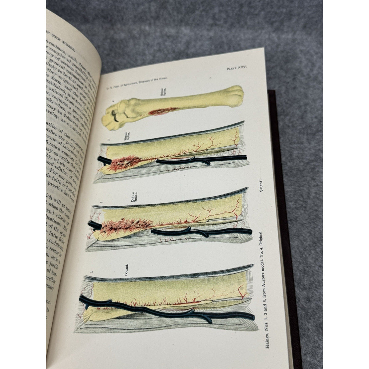 1916 Special Report Diseases of the Horse USDA Veterinary Color Plates HC