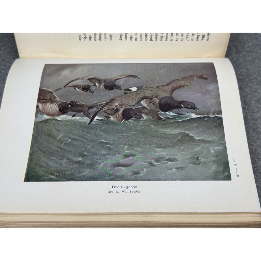 British Sporting Birds Kirkman Hutchinson 1936 Illustrated Hunting Hardcover