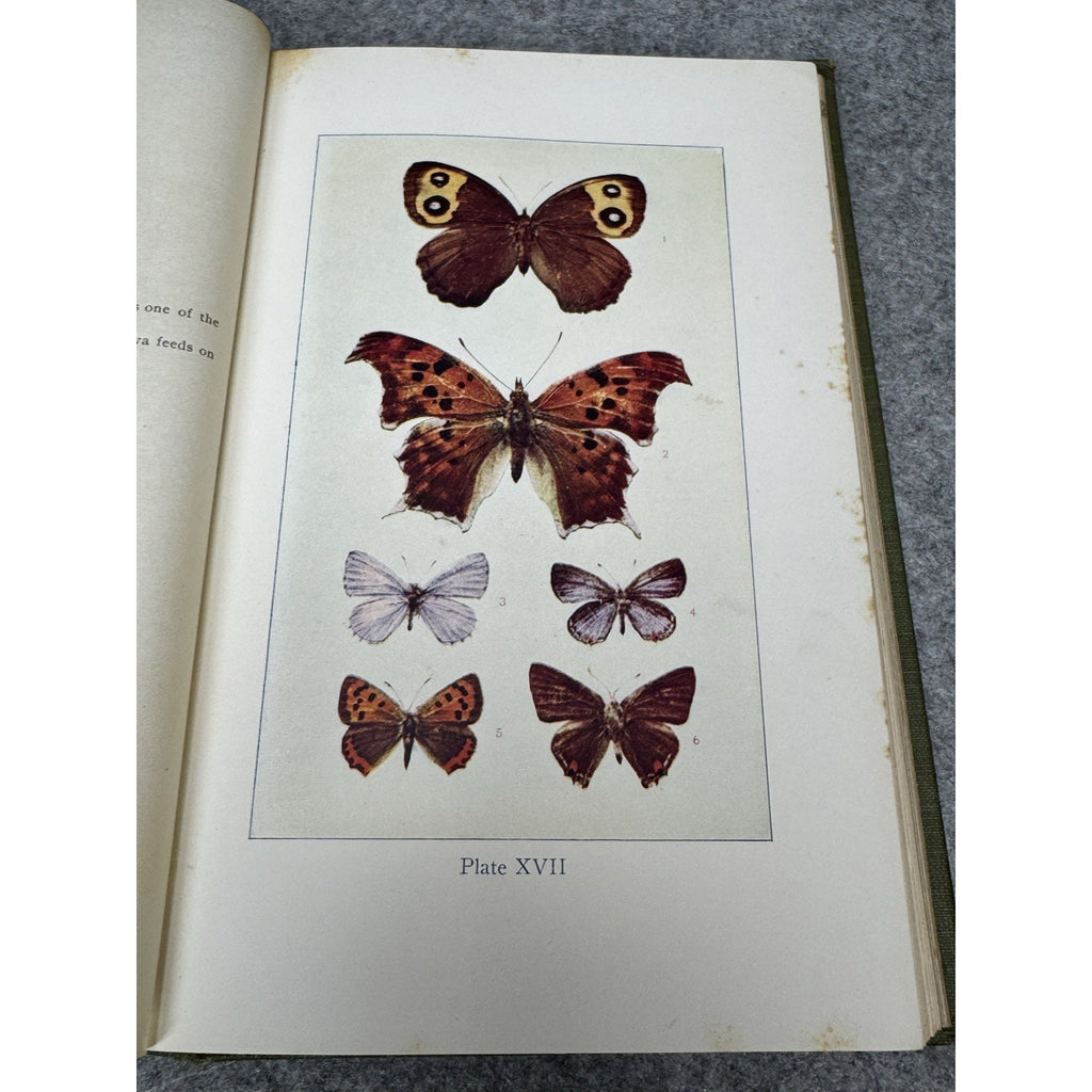 1911 Insect Life Comstock Color Plates Illustrated Entomology Hardcover