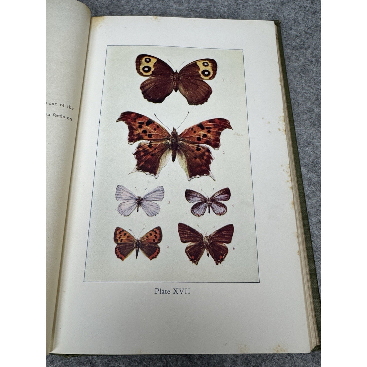 1911 Insect Life Comstock Color Plates Illustrated Entomology Hardcover