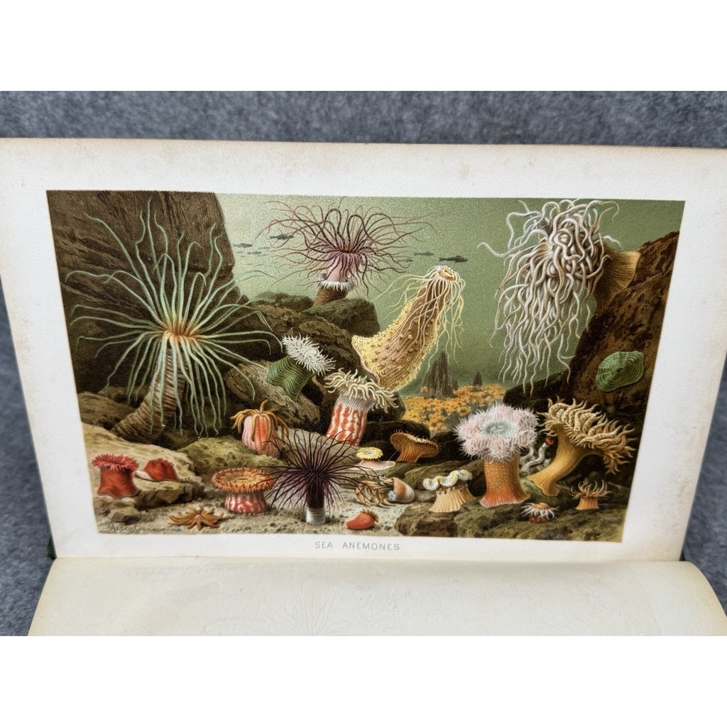 1896 Royal Natural History Vol VI Sec XII Invertebrates Color Plates Lydekker