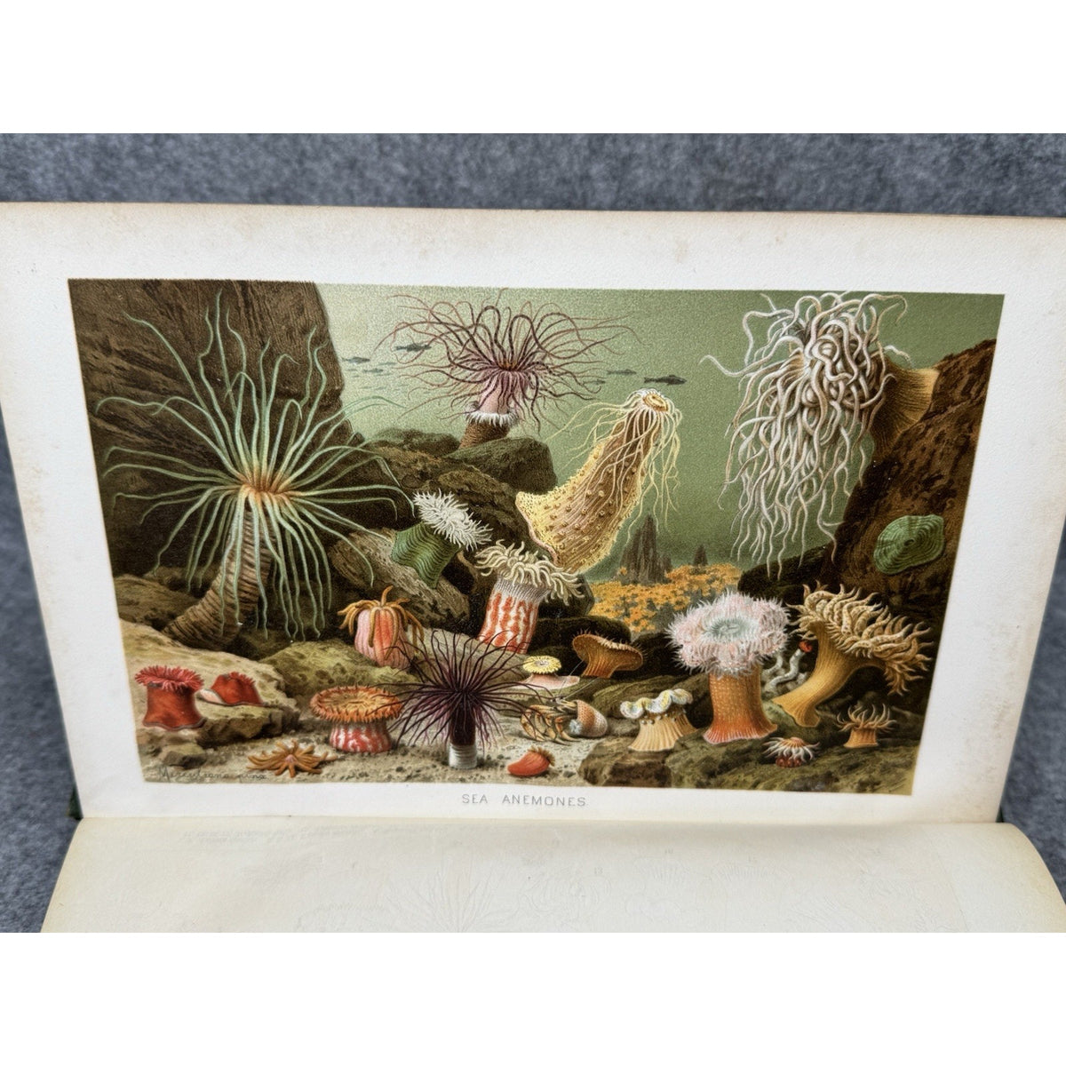 1896 Royal Natural History Vol VI Sec XII Invertebrates Color Plates Lydekker