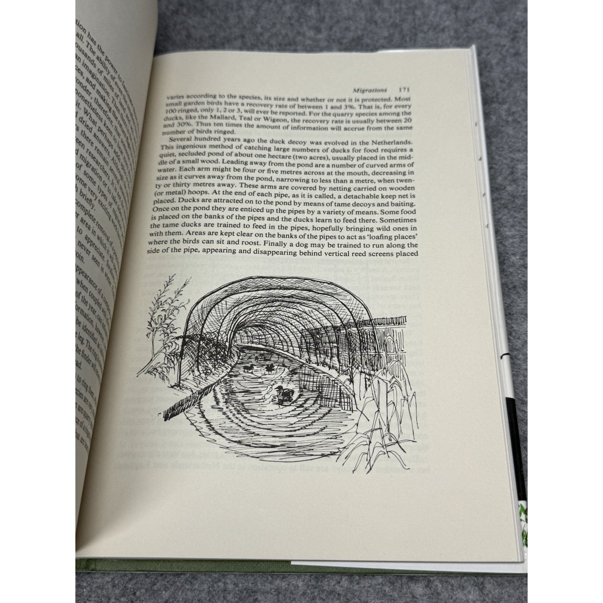 Ducks of Britain and Europe M.A. Ogilvie 1975 1st Edition HC DJ Illustrated