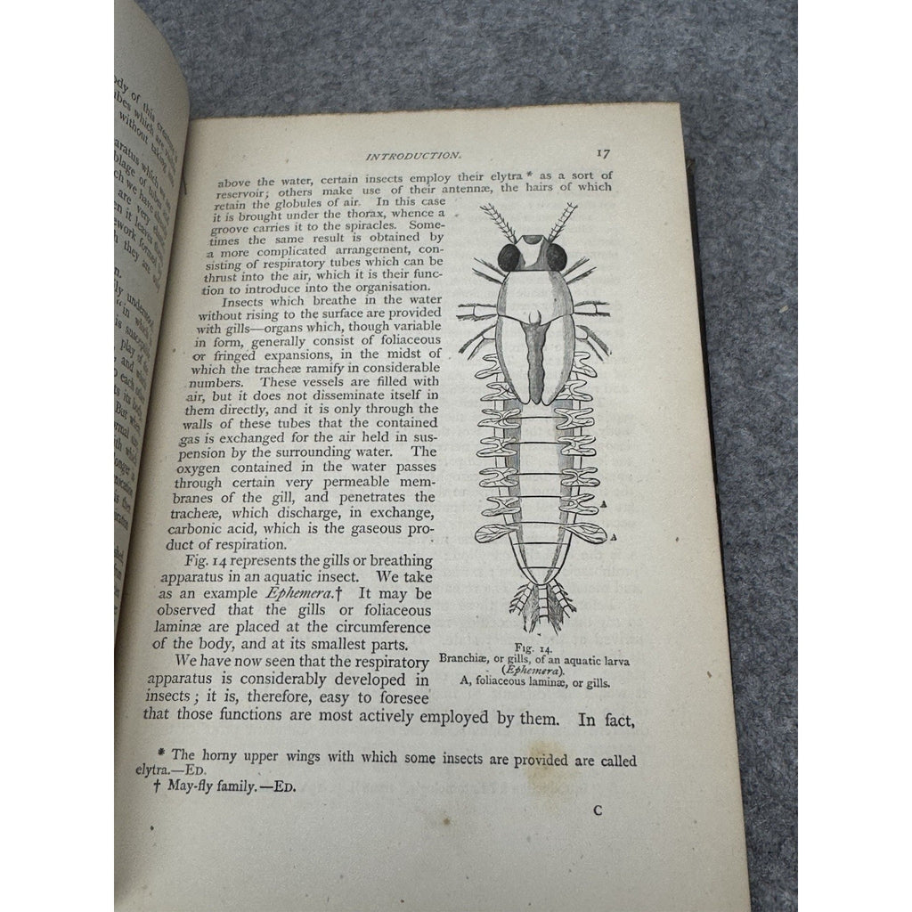 c.1872 The Insect World Louis Figuier 579 Illustrations Antique Gilt Hardcover