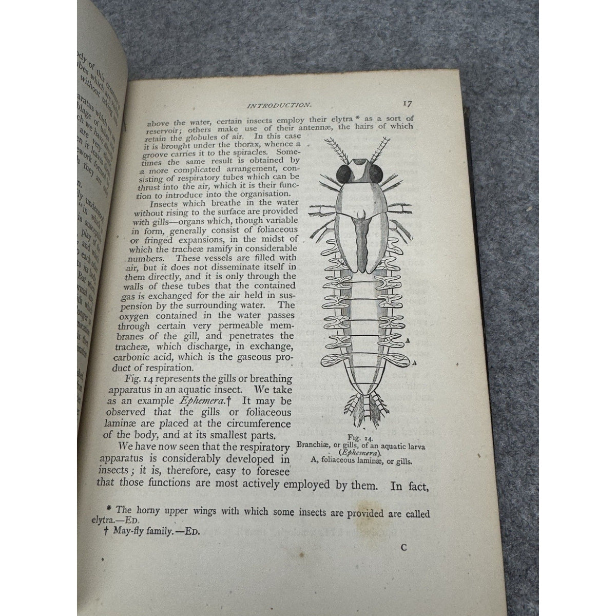 c.1872 The Insect World Louis Figuier 579 Illustrations Antique Gilt Hardcover