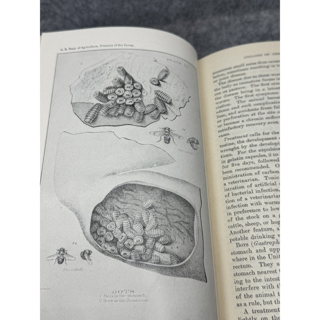 1916 Special Report Diseases of the Horse USDA Veterinary Color Plates HC