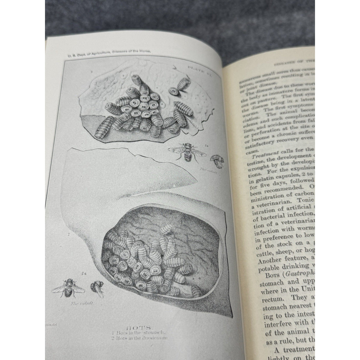 1916 Special Report Diseases of the Horse USDA Veterinary Color Plates HC