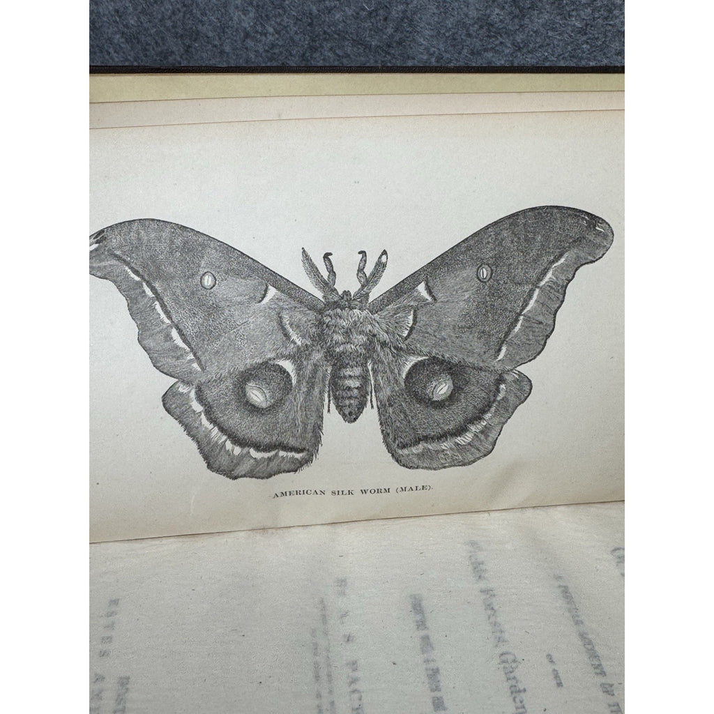 Our Common Insects c1873 A S Packard Antique Illustrated Entomology Hardcover