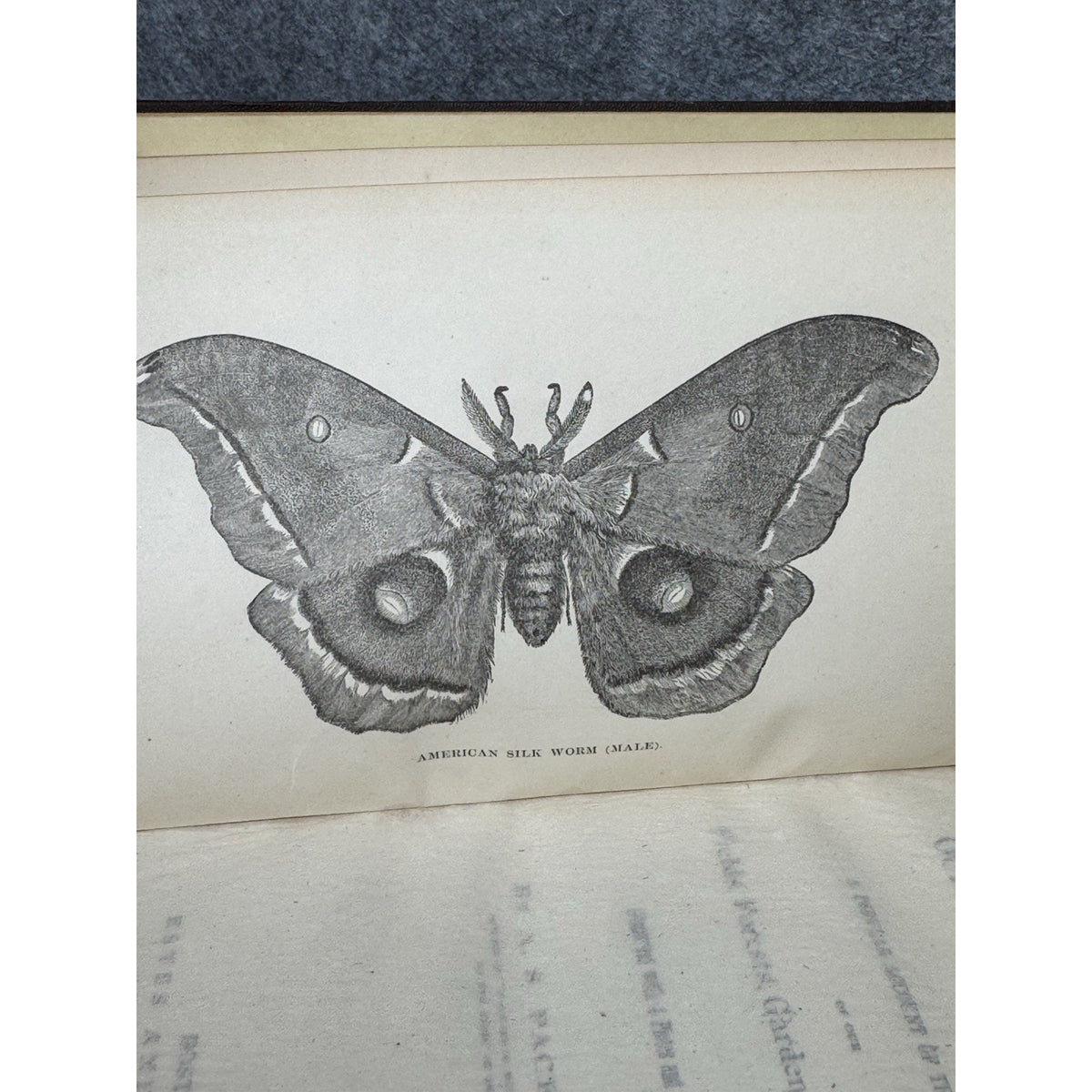 Our Common Insects c1873 A S Packard Antique Illustrated Entomology Hardcover