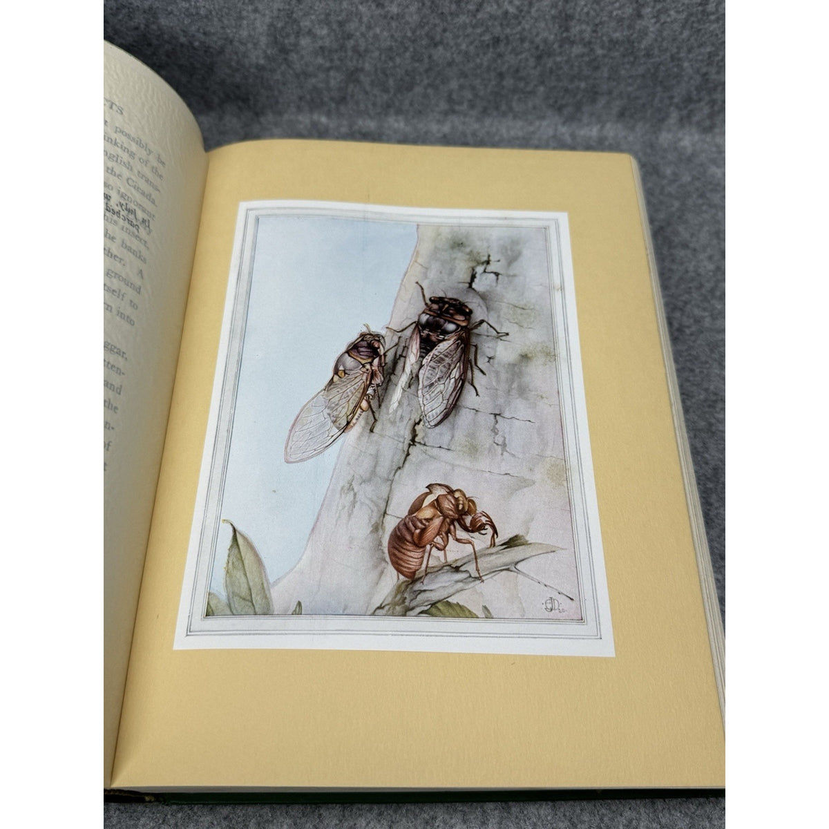 1935 Fabre’s Book of Insects E J Detmold Color Plates Gilt Hardcover Tudor