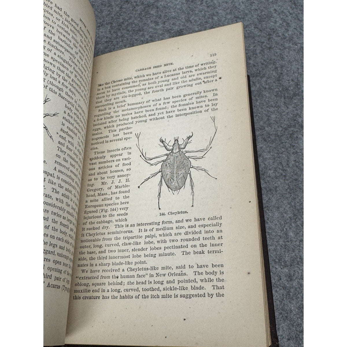 Our Common Insects c1873 A S Packard Antique Illustrated Entomology Hardcover