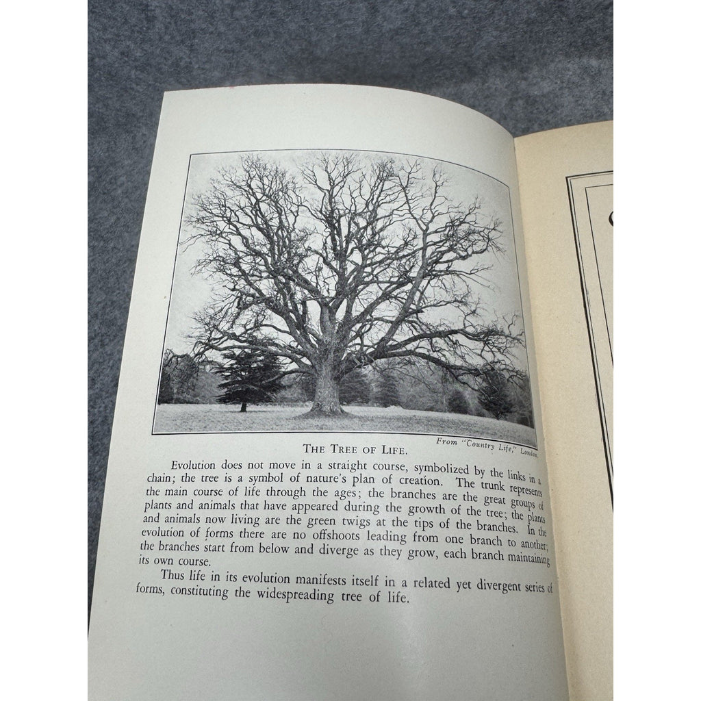 1928 Creation by Evolution Frances Mason First Edition Illustrated Hardcover