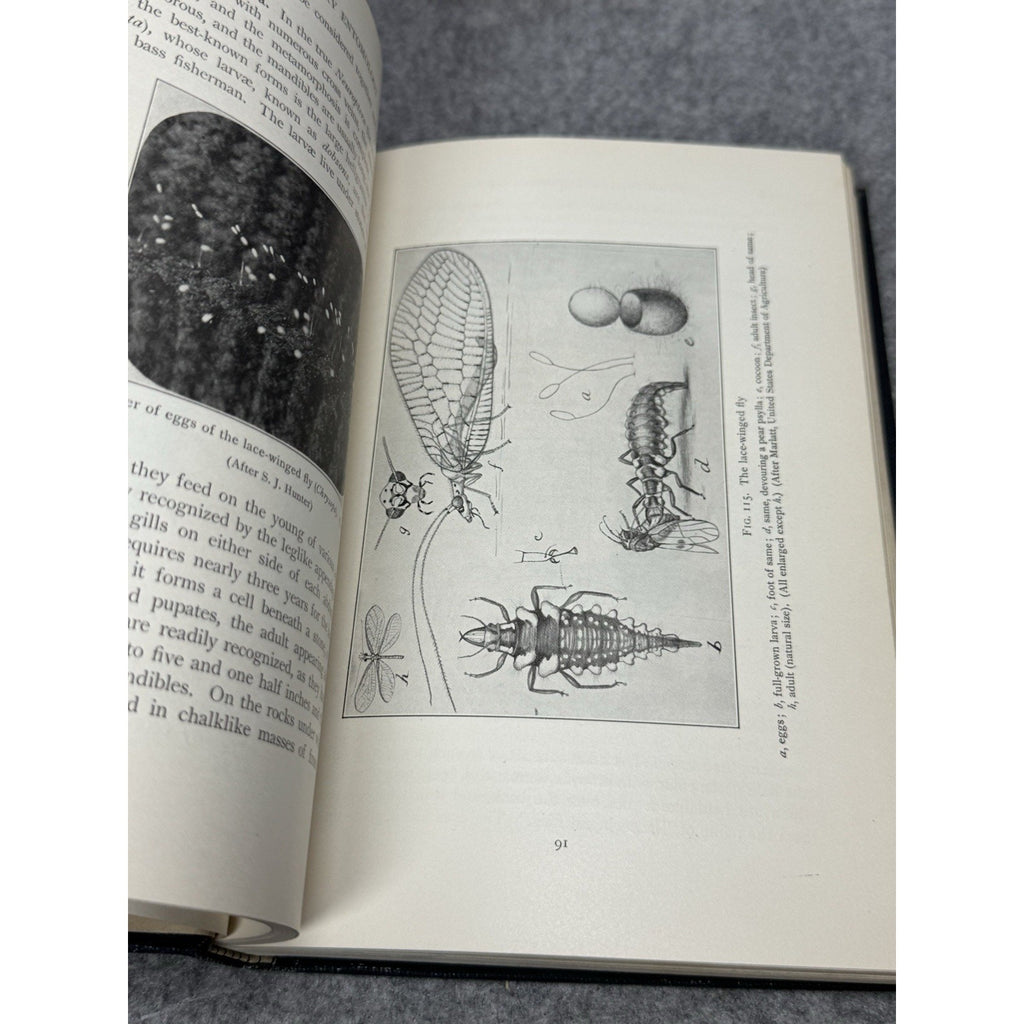 1912 Elementary Entomology Sanderson & Jackson Illustrated Insects Hardcover