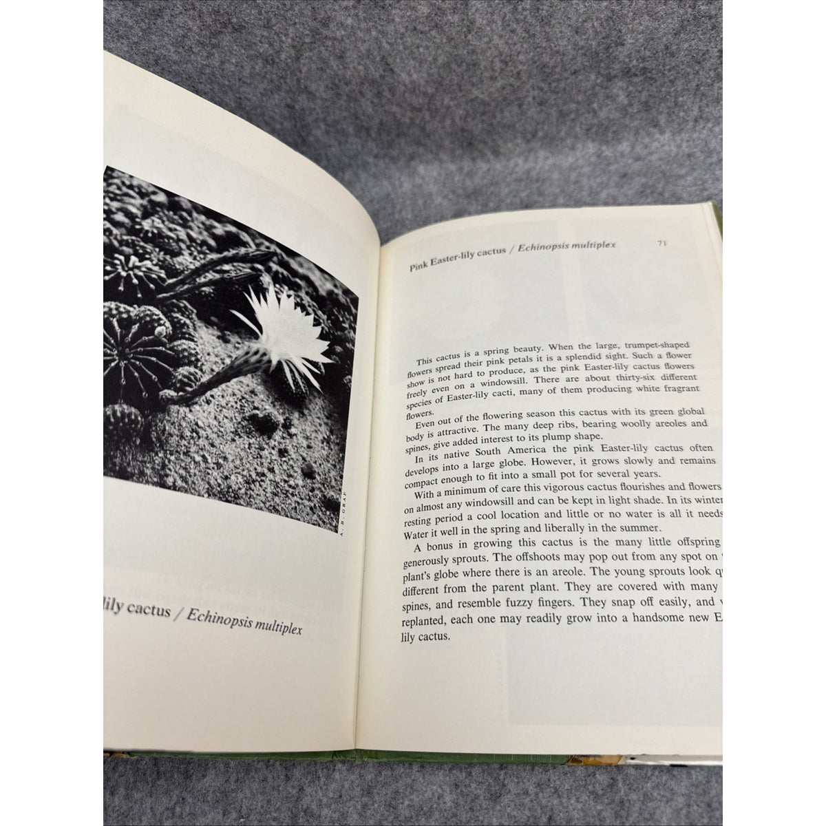 The Fantastic Cactus, Indoors and in Nature by Edith Raskin - Hardcover