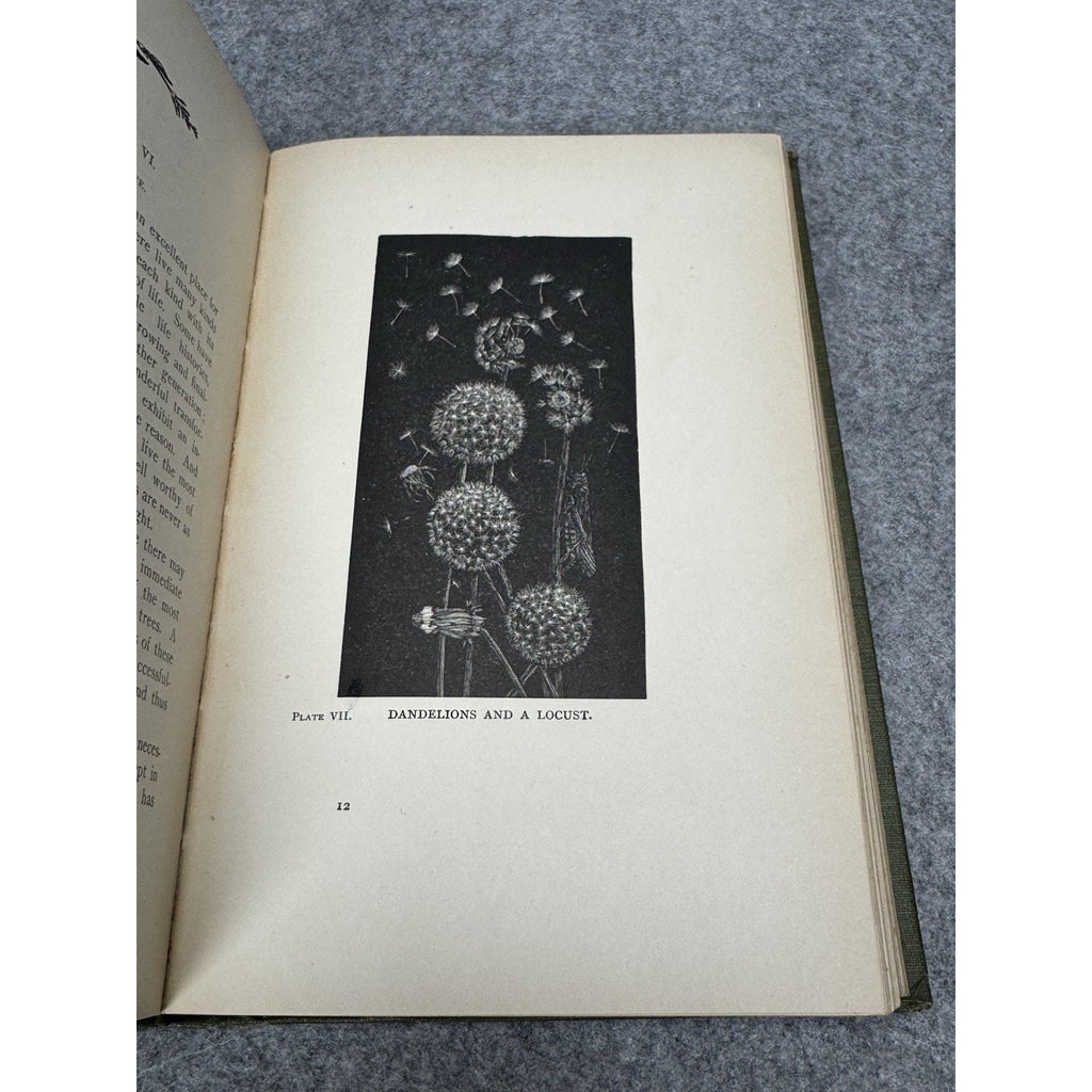 1911 Insect Life Comstock Color Plates Illustrated Entomology Hardcover