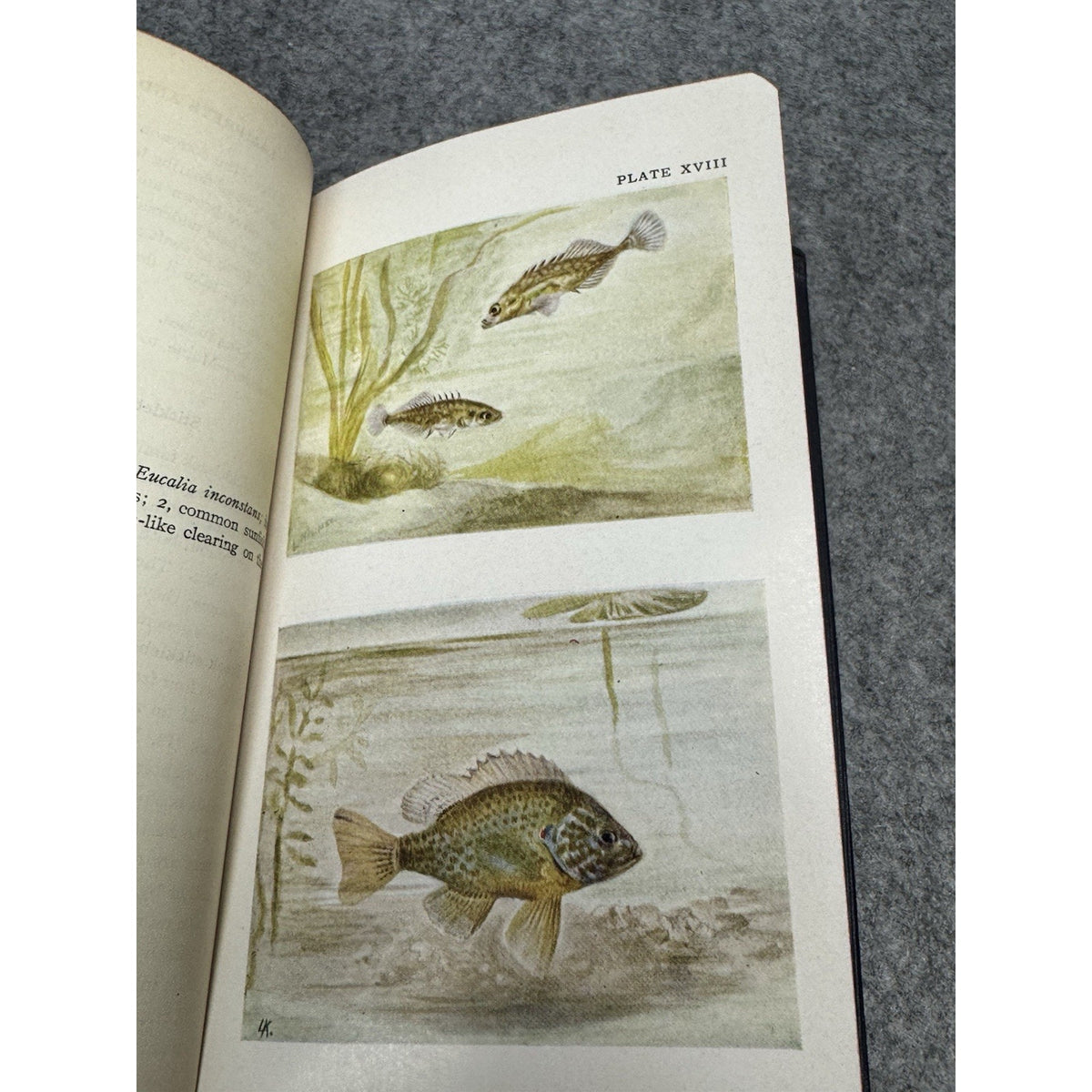 1930 Field Book of Ponds and Streams Ann Haven Morgan Illustrated Hardcover