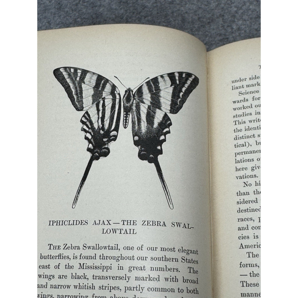 1899 Every-Day Butterflies Scudder First Edition Gilt Hardcover Color Plates