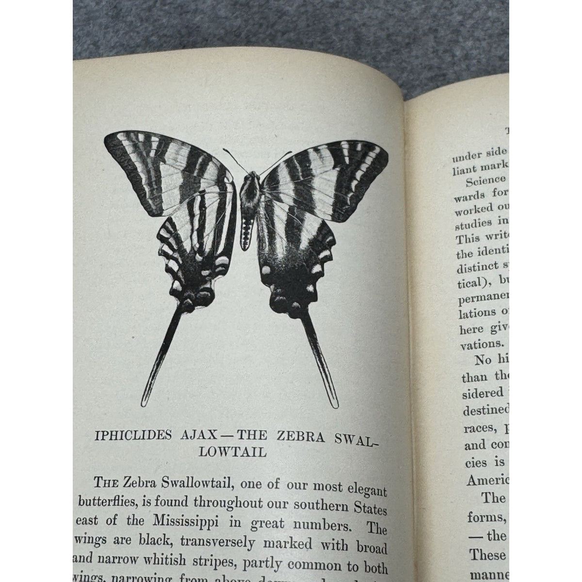 1899 Every-Day Butterflies Scudder First Edition Gilt Hardcover Color Plates