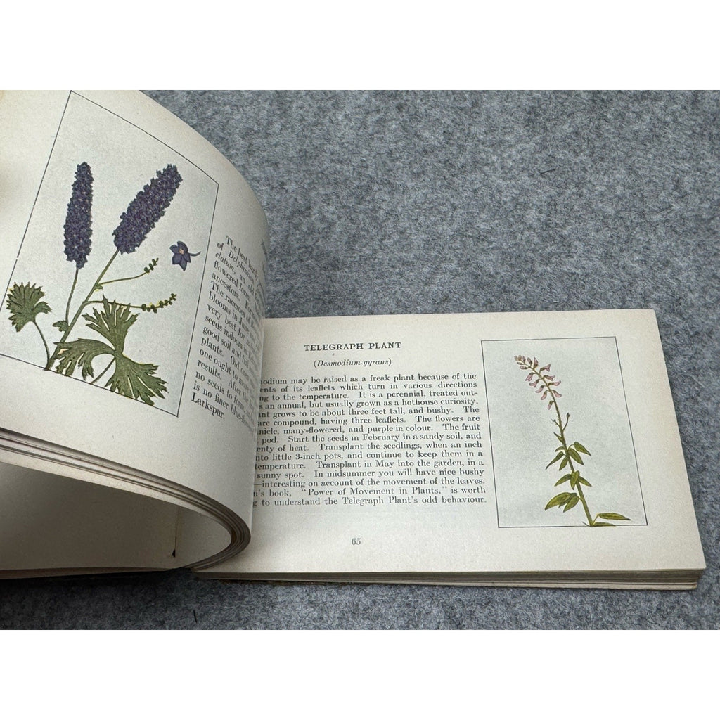 1917 Garden Flowers of Summer Ellen Eddy Shaw Pocket Guide Color Plates