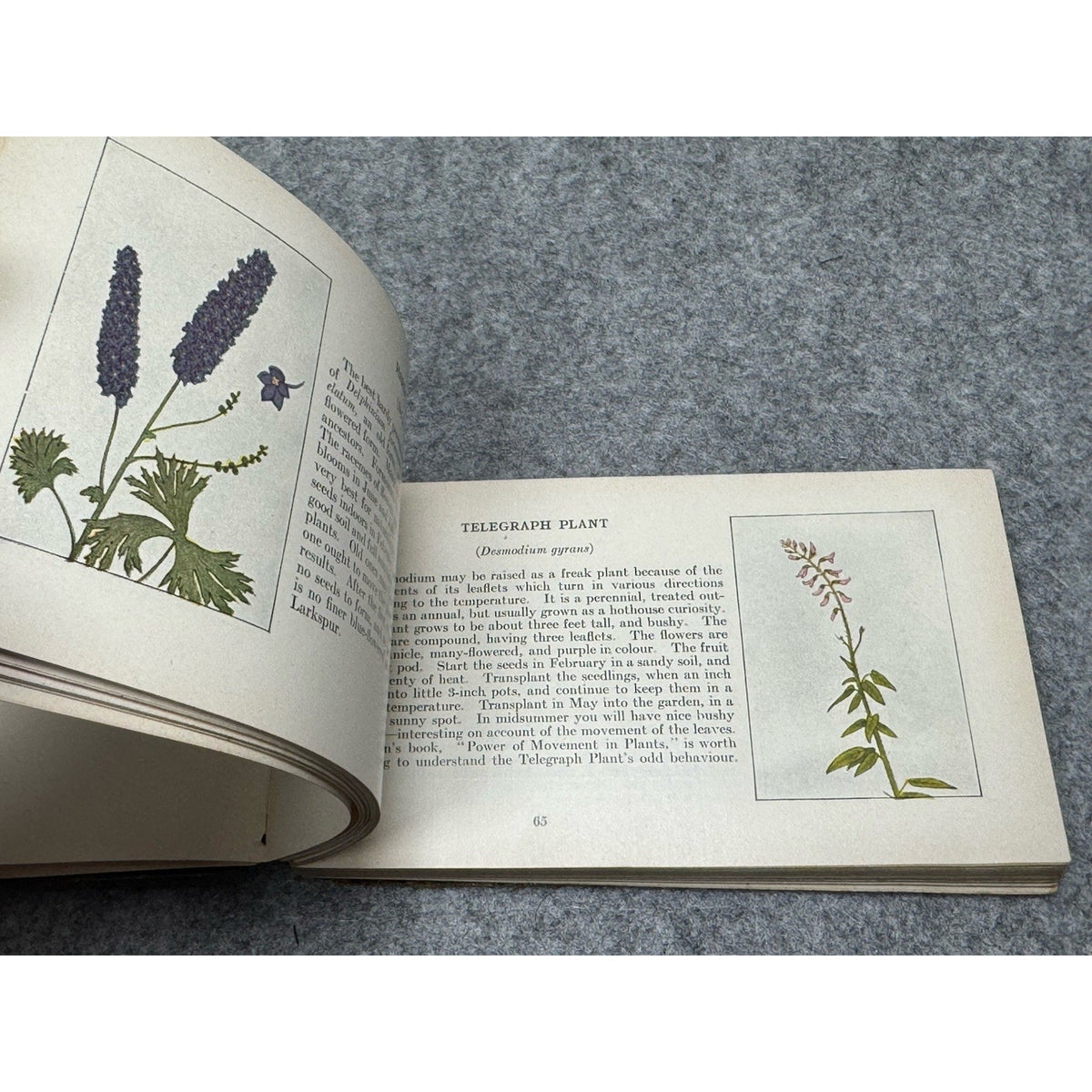 1917 Garden Flowers of Summer Ellen Eddy Shaw Pocket Guide Color Plates