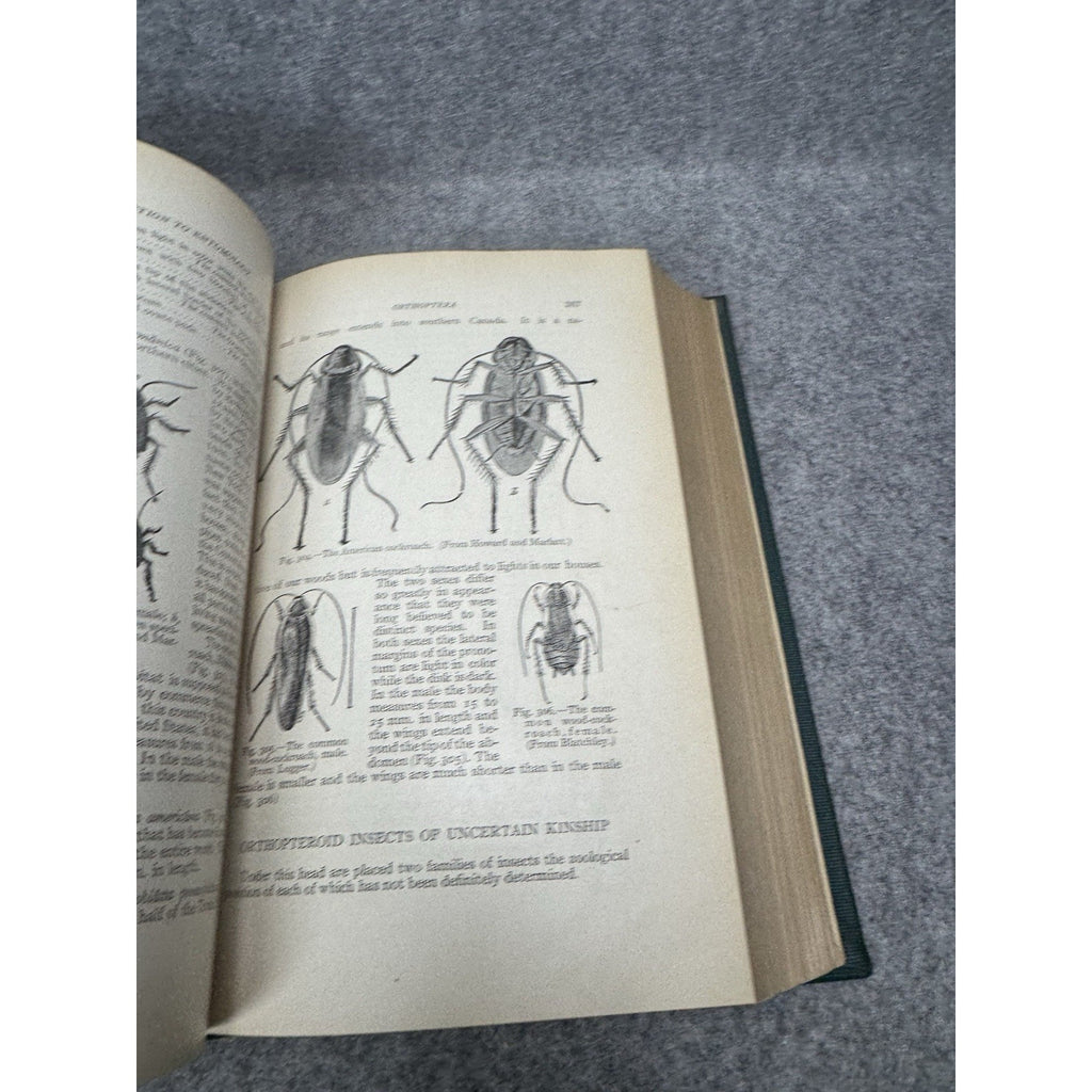 1924 Introduction to Entomology Comstock First Complete Edition Illustrated HC