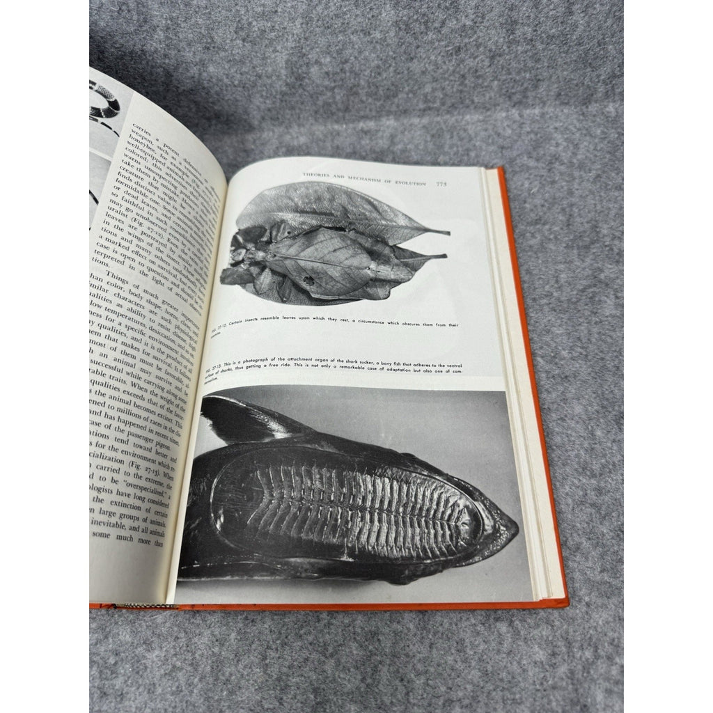 Zoology Alfred M Elliott 1963 3rd Edition Vintage Illustrated Biology Textbook