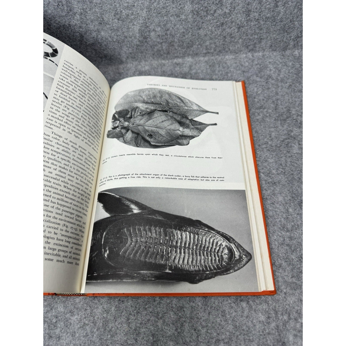 Zoology Alfred M Elliott 1963 3rd Edition Vintage Illustrated Biology Textbook