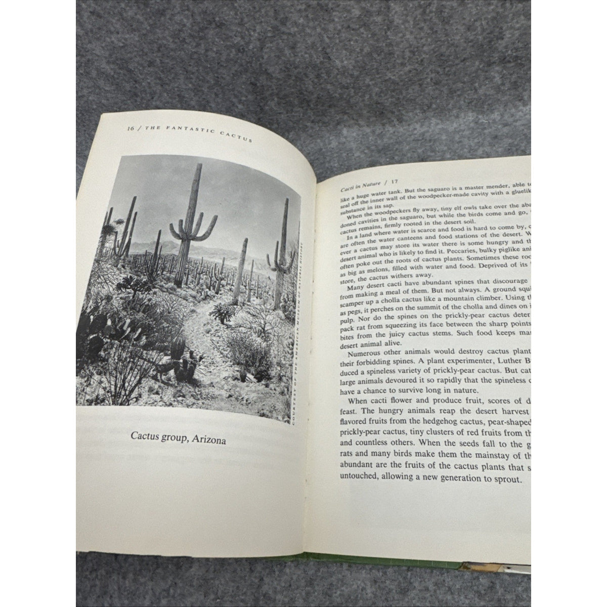 The Fantastic Cactus, Indoors and in Nature by Edith Raskin - Hardcover