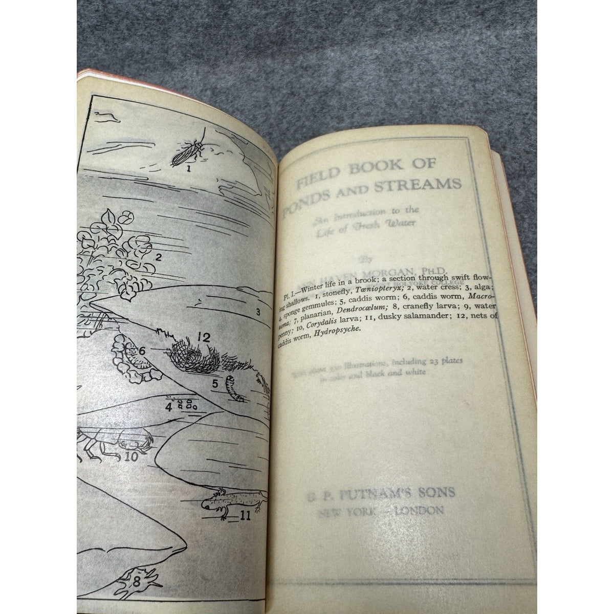 1930 Field Book of Ponds and Streams Ann Haven Morgan Illustrated Hardcover