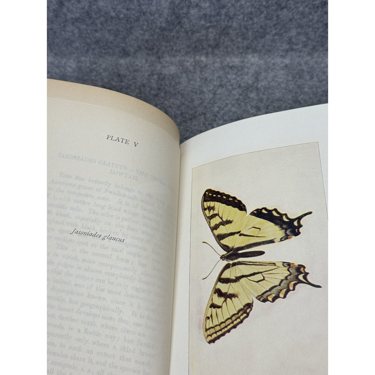 1899 Every-Day Butterflies Scudder First Edition Gilt Hardcover Color Plates