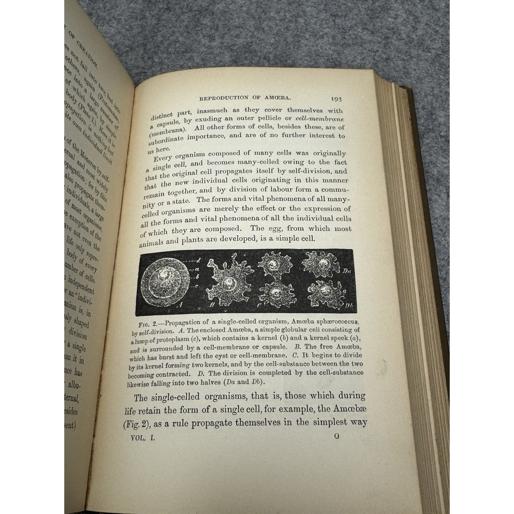 1901 History of Creation Ernst Haeckel 2 Vol Set Evolution Darwin Color Map HC