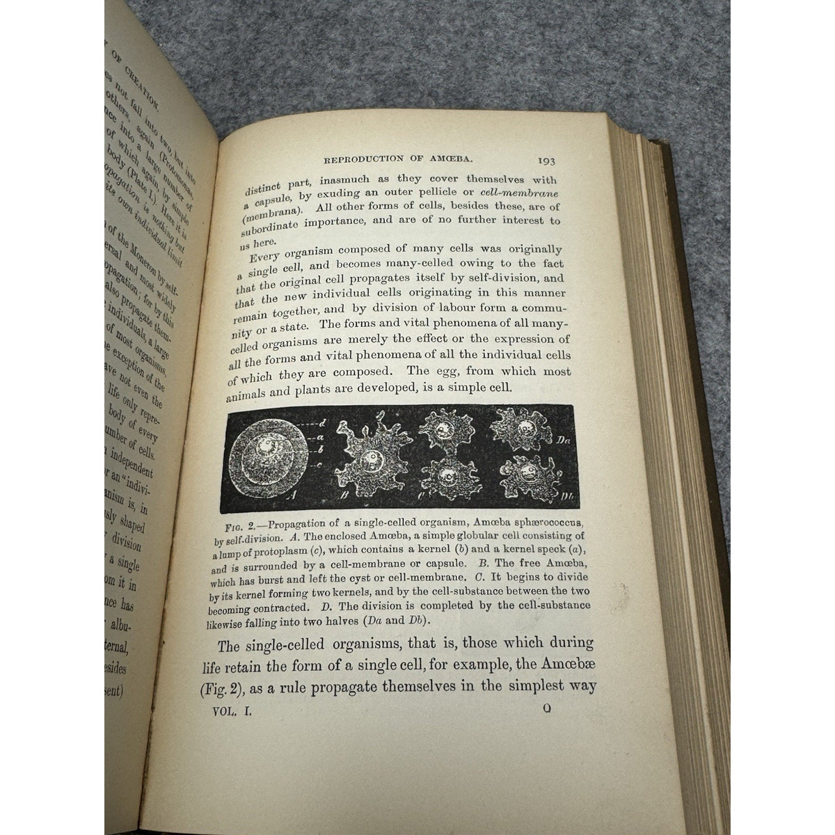 1901 History of Creation Ernst Haeckel 2 Vol Set Evolution Darwin Color Map HC