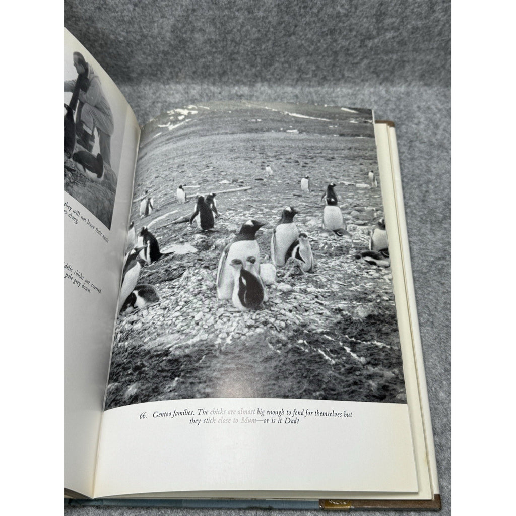 1962 Seabirds Southern Waters Prince Philip First Edition Royal Yacht Birds