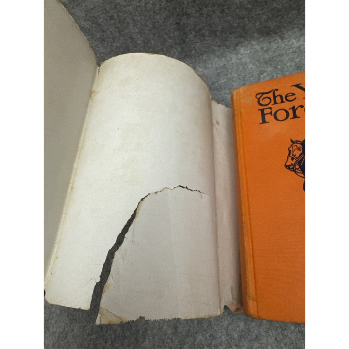 Zane Grey THE YOUNG FORESTER Book 1st Edition 1st Printing HC DJ 1910 First