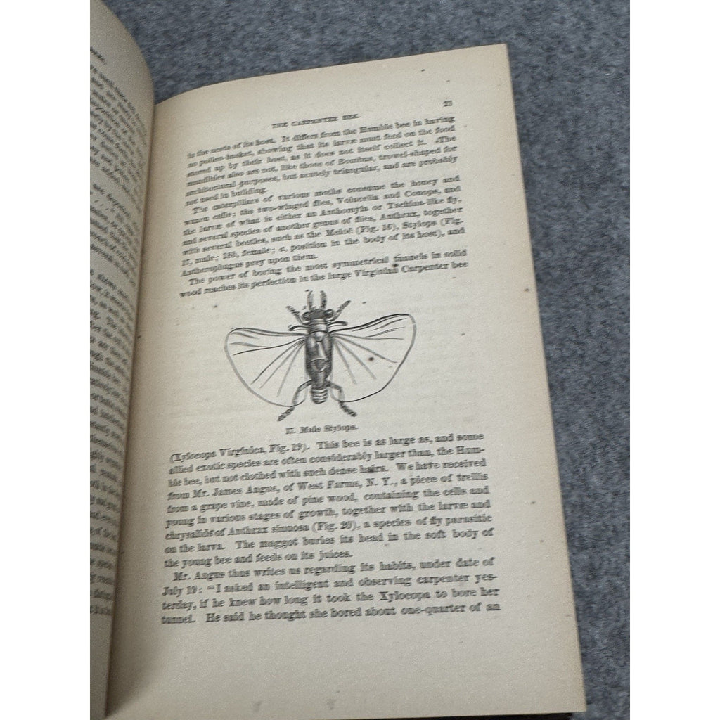 Our Common Insects c1873 A S Packard Antique Illustrated Entomology Hardcover