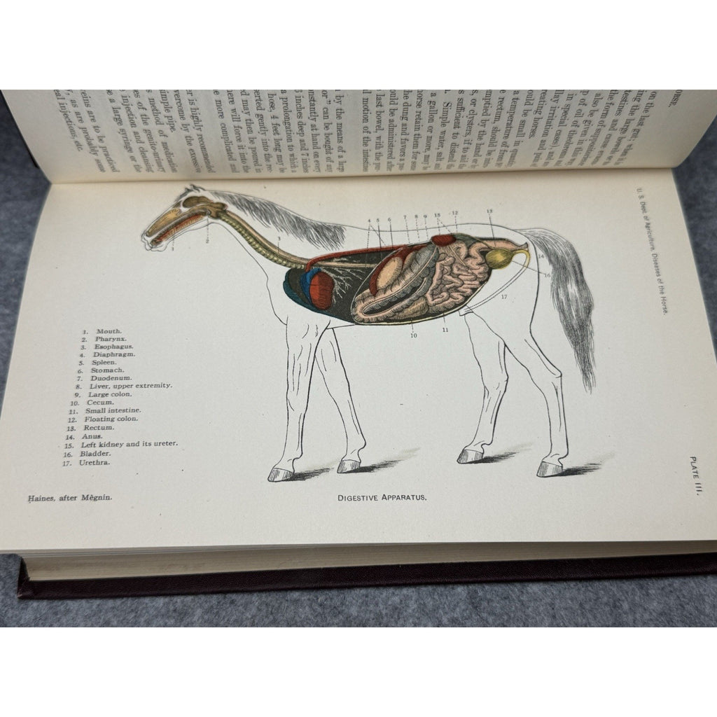 1916 Special Report Diseases of the Horse USDA Veterinary Color Plates HC
