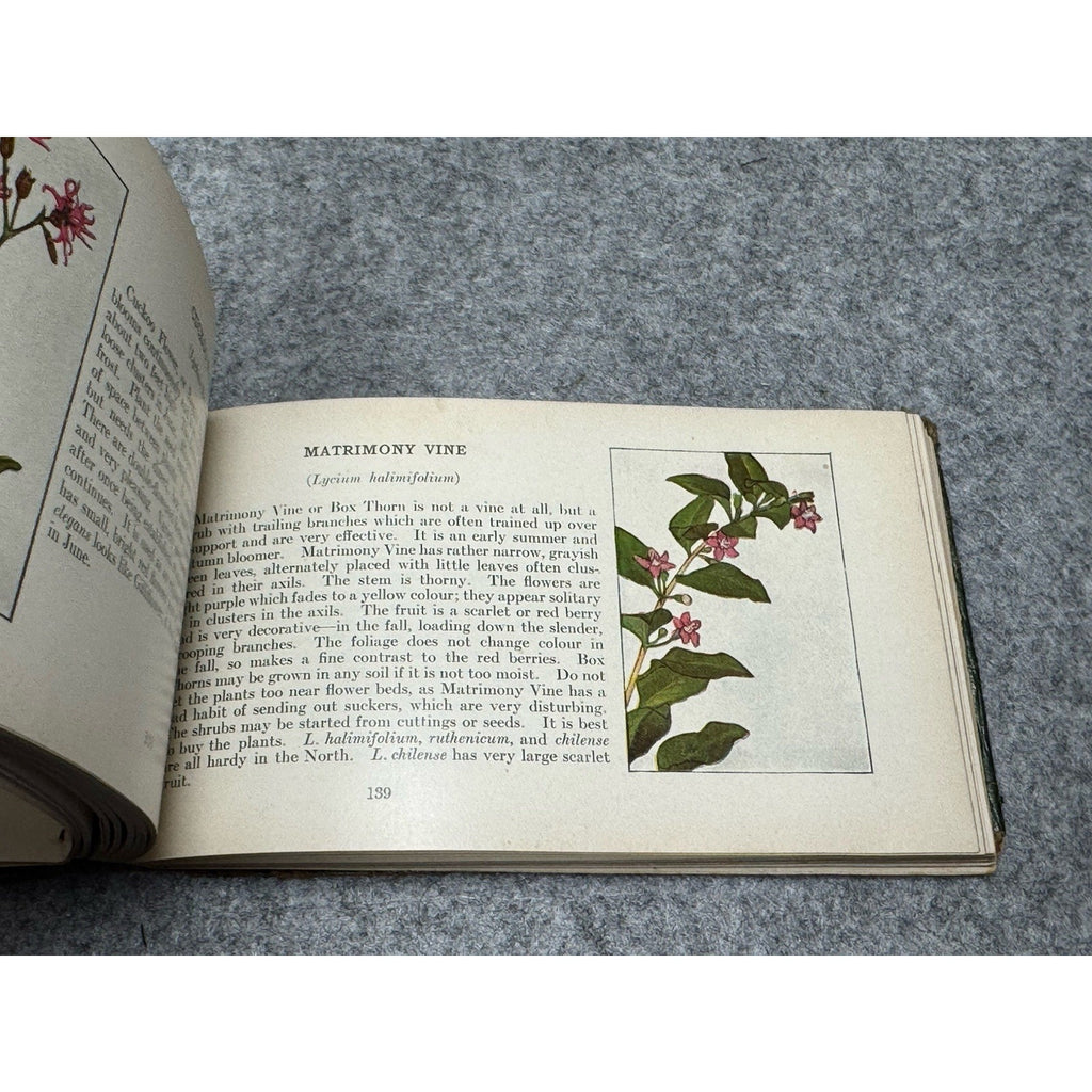 1917 Garden Flowers of Summer Ellen Eddy Shaw Pocket Guide Color Plates