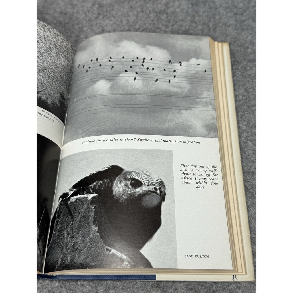 Down the Long Wind Garth Christian 1963 Bird Migration Hardcover DJ