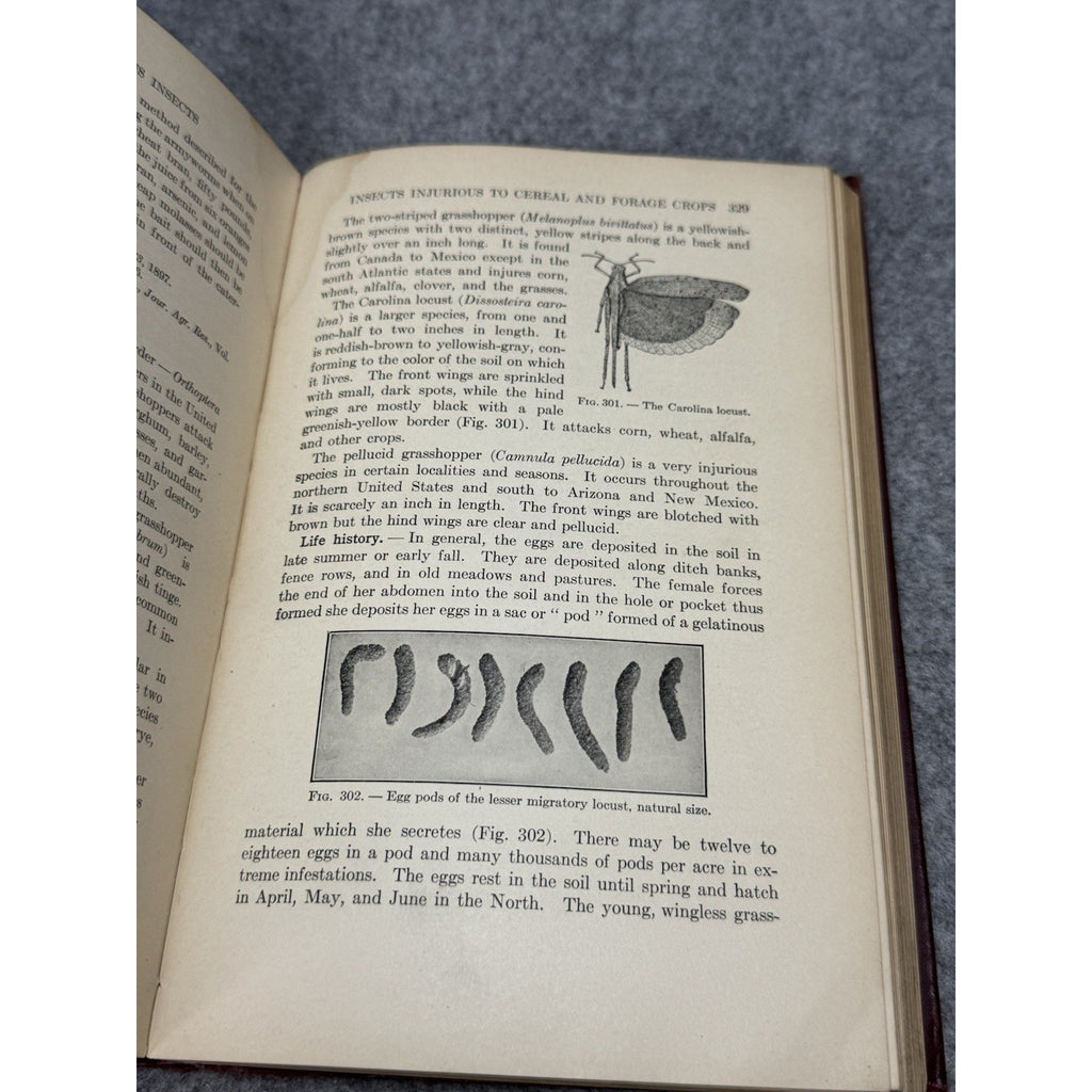 1927 Manual of Injurious Insects Glenn W Herrick Illustrated Entomology HC