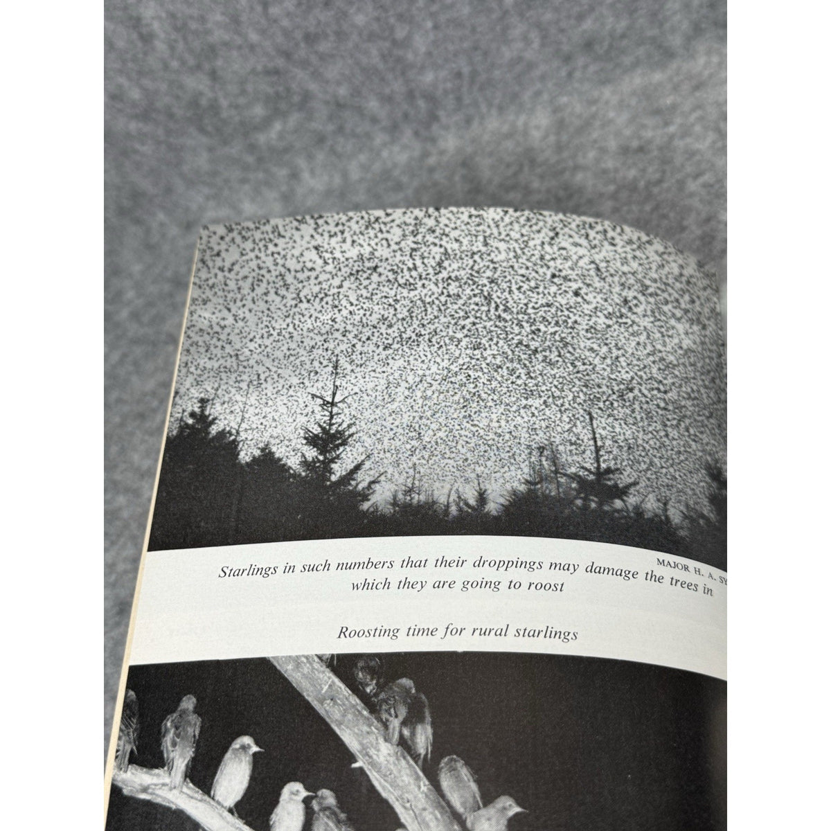 Down the Long Wind Garth Christian 1963 Bird Migration Hardcover DJ