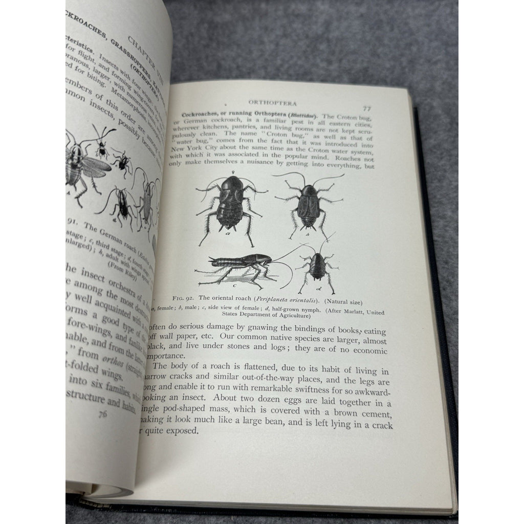 1912 Elementary Entomology Sanderson & Jackson Illustrated Insects Hardcover