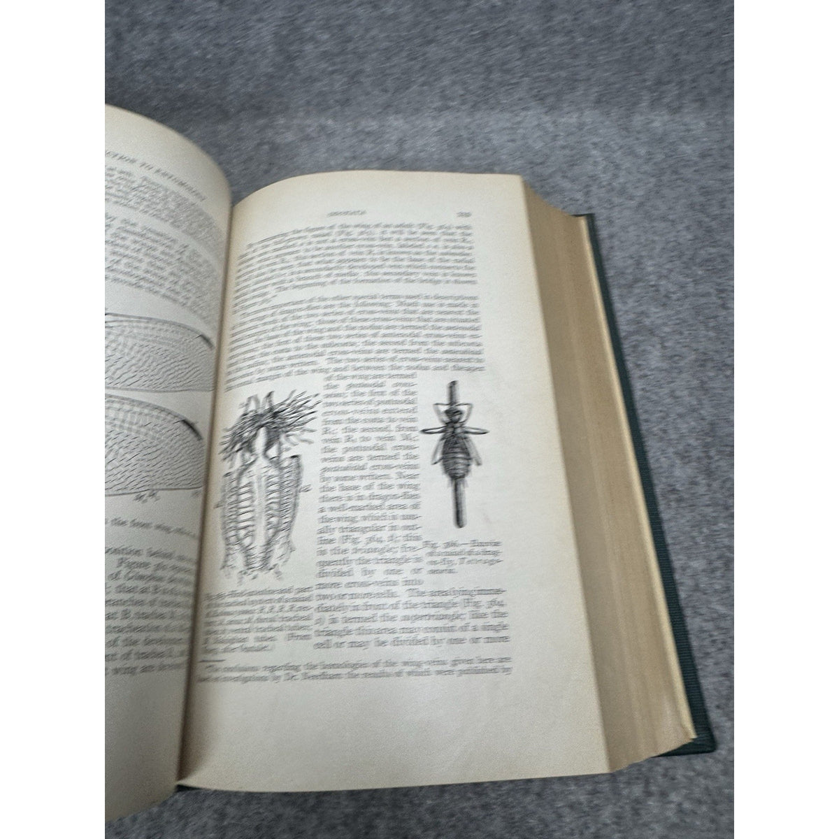 1924 Introduction to Entomology Comstock First Complete Edition Illustrated HC